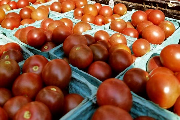 Red Cherry tomatoes in aqua containers.